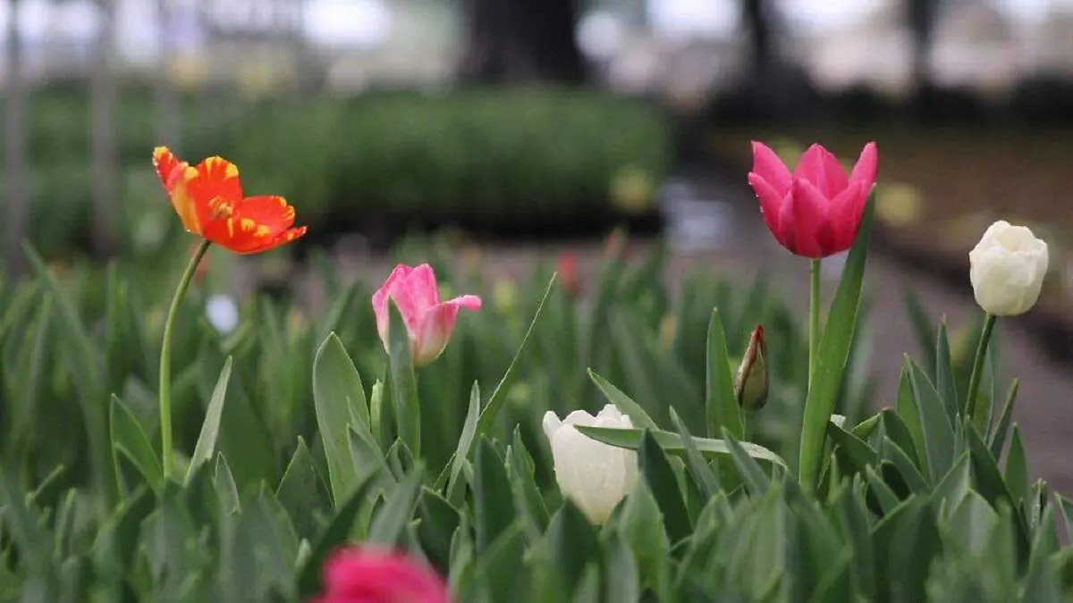 tulipanes atlixco